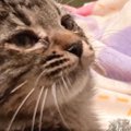 猫をお迎えして1週間、『名前』が全然決まらなくて…『候補を書いた紙…