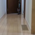 大好きなママが帰宅すると、ネコが…思わずキュンとくる『熱烈すぎるお出迎…