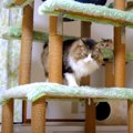 猫ちゃんのお部屋に食卓がある？？その理由…