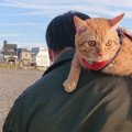 猫に『離れたくない』と感じさせる人の特徴5つ