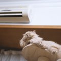 猫にさせてはいけない『お留守番方法』4選　危険なトラブルの可能性や…