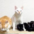 真っ黒な２匹の保護子猫→先住猫が寝かしつけた結果…尊すぎる『まるで本当…