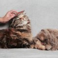 猫にとって迷惑な『やりすぎお世話』5選　逆効果になる理由や悪影響を…