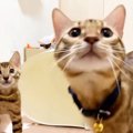 ネズミのおもちゃちょうだい！楽しく遊ぶ猫親子