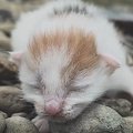 川辺で鳴いていた『生まれたばかりの赤ちゃん猫』を保護…家族と歩んだ感動…