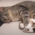 愛？憎？！止まらない猫ちゃんの高速ケリケリ♪