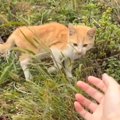 草むらでさまよう『やせ細った野良猫』に手を差し出してみたら…涙あふれる…