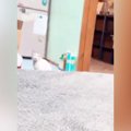 少し離れた場所にいた猫→『おりこうするか！』と声をかけてみると…愛くる…