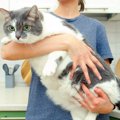 『肥満猫』の健康へのリスク7つ　健康体に戻す為には…