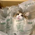 うちにも届かないかしら？『猫届きました』箱入りイケメン猫さん♡