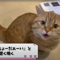 我が家限定？猫あるあるをご紹介♡