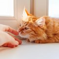 猫に指先を近付けると『ニオイを嗅ぐ』3つの理由　行動の意味や心理を…