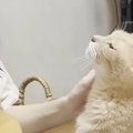お風呂から戻ってきた娘に甘える猫…『尊すぎる光景』にほっこりする人が続…