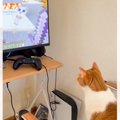 マイクラを放置していたら、猫が『画面の前』で……まさかの瞬間が73万再生…