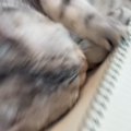 英語の勉強をしようとノートを広げたら…『甘えん坊な猫』がとった行動に「…