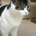 『蚊（か）』を追うスコティッシュフォールドの猫親子！無事に捕獲す…