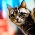 猫が飼い主を「怪しい…」と思った時の行動4つ