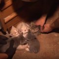 猫の多頭飼育崩壊現場から150匹以上を救出。子猫もたくさん！