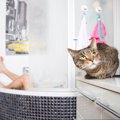 猫が『お風呂を覗いてくる』3つの心理　なぜ気になるの？起こりうるトラブ…