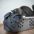 愛猫が『飼い主の服に潜り込む』理由3つ　信頼されている証？考えられる心…