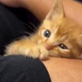 車の運転中、『道路に飛び出してきた子猫』を保護…1年間の成長記録にほっ…