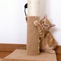 猫が爪とぎをする４つの理由と対策