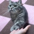 猫が『芸』を披露したら…まるで犬のように沢山の技を行う光景が天才す…