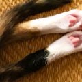 アイスコーヒーをいれて戻ったら、『子猫』が…想定外な『可愛すぎる行…