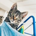 猫のいる家庭で洗濯物の「部屋干し」をする際の注意点3つ　愛猫が苦痛…