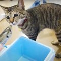 猫ちゃんの好物＝魚は間違い？？新鮮な魚を猫ちゃんに見せてみると…