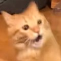 猫からストッキングを取ろうとしたら…衝撃の『歩き方』で移動していく様子…
