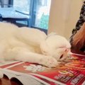 勝つのはどっち？どうしても新聞を読ませたくない猫ちゃん！