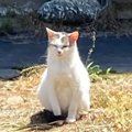置き去りにされ、飼い主の帰りを"ずっと待っていた猫たち"→放っ…