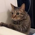 お風呂に入っている最中、猫がやって来た結果…胸キュン必至の『可愛すぎる…