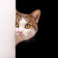 愛猫を『警戒させてしまう』飼い主の厳禁行為7選　うっかりやってしま…