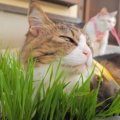 えん麦畑がぺしゃんこに？！ニャンズ一緒に猫草をぱくり