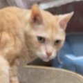 17歳の猫のためにハンモックを手作りした結果…素敵なデザインと『ほっこり…