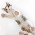 猫の足裏が汚くなる4つの理由とお手入れ方法