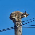 「助けてニャー」　高圧線の電柱に登って降りられなくなった飼い猫　…