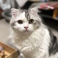 猫が確実に理解している人間の言葉５種