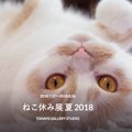 ねこ休み展『2018夏』が開催！出展の内容は？