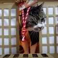 神社に居つかない猫神様？自分で扉を開けて出てくる猫ちゃん