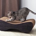 猫が使う『猫用品』のベストポジションとは？猫が快適に利用するための場…