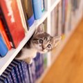 今も語り継がれる人気ぶり　ニュージーランドで有名になった「図書館猫」…