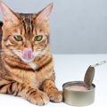 愛猫がつい反応してしまう『オノマトペ』3つ　猫たちが喜ぶ音の響きと…