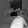 ４時台に起きる猫をモニタリング→飼い主を起こそうとして…『寝不足不可避…