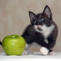 猫は梨を食べても大丈夫？食べさせるメリットと与える際の注意点を解説