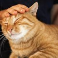 猫があなたのことが『好きで好きでたまらニャい』5つのサイン　愛をお…