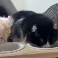 当たり前の風景が尊い…♡新入り子猫ちゃんと初めての家族の食卓