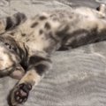 見事なヘソ天！無防備な姿で眠る子猫♡